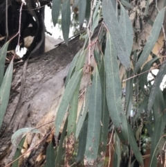 Eucalyptus radiata subsp. robertsonii at Phillip, ACT - 2 Feb 2022 11:50 AM