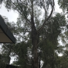 Eucalyptus radiata subsp. robertsonii at Phillip, ACT - 2 Feb 2022 11:50 AM