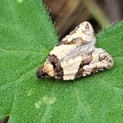 Clarana clarana (A Tortricid moth) at Molonglo Valley, ACT - 3 Feb 2022 by trevorpreston