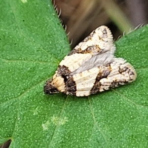 Clarana clarana at Molonglo Valley, ACT - 3 Feb 2022