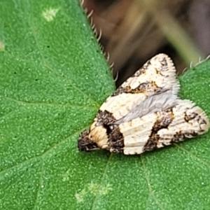 Clarana clarana at Molonglo Valley, ACT - 3 Feb 2022