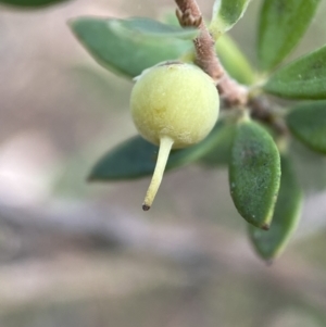 Brachyloma daphnoides at Jerrabomberra, NSW - 3 Feb 2022