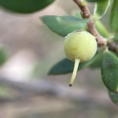 Brachyloma daphnoides at Jerrabomberra, NSW - 3 Feb 2022