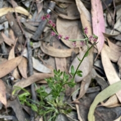 Gonocarpus tetragynus (Common Raspwort) at Jerrabomberra, NSW - 3 Feb 2022 by SteveBorkowskis