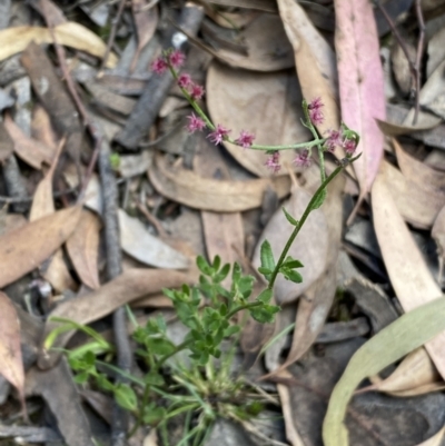 Gonocarpus tetragynus (Common Raspwort) at Jerrabomberra, NSW - 3 Feb 2022 by SteveBorkowskis