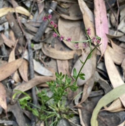 Gonocarpus tetragynus (Common Raspwort) at Mount Jerrabomberra QP - 3 Feb 2022 by Steve_Bok