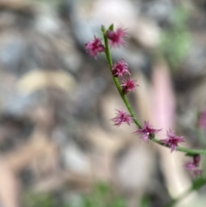 Gonocarpus tetragynus at Jerrabomberra, NSW - 3 Feb 2022