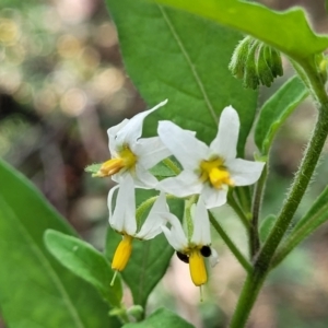 Solanum chenopodioides at Molonglo Valley, ACT - 3 Feb 2022 04:22 PM