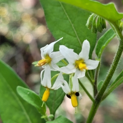 Solanum chenopodioides (Whitetip Nightshade) at Molonglo Valley, ACT - 3 Feb 2022 by tpreston