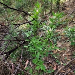 Solanum chenopodioides at Molonglo Valley, ACT - 3 Feb 2022