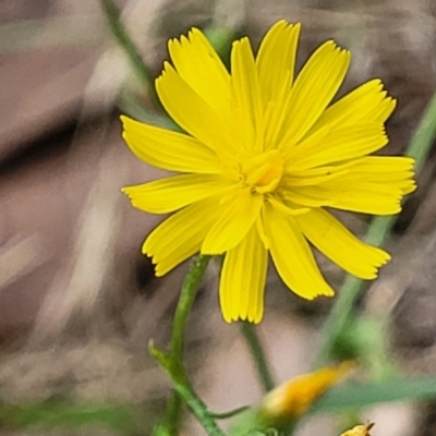 Crepis capillaris (Smooth Hawksbeard) at Molonglo Valley, ACT - 3 Feb 2022 by trevorpreston