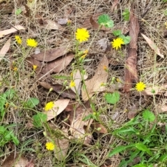 Crepis capillaris at Molonglo Valley, ACT - 3 Feb 2022