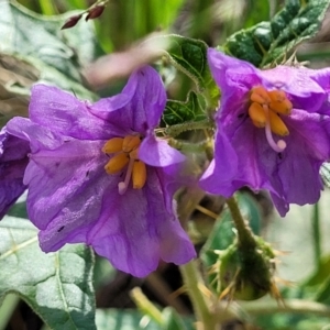 Solanum cinereum at Molonglo Valley, ACT - 3 Feb 2022 04:12 PM