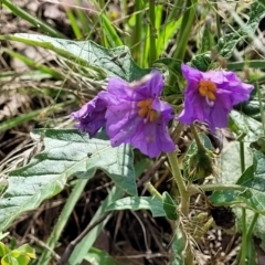 Solanum cinereum at Molonglo Valley, ACT - 3 Feb 2022 04:12 PM