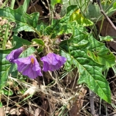 Solanum cinereum at Molonglo Valley, ACT - 3 Feb 2022 04:12 PM