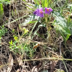 Solanum cinereum at Molonglo Valley, ACT - 3 Feb 2022