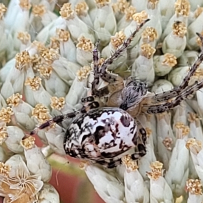 Plebs eburnus (Eastern bush orb-weaver) at Molonglo Valley, ACT - 3 Feb 2022 by trevorpreston