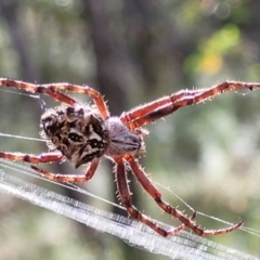 Backobourkia sp. (genus) (An orb weaver) at Molonglo Valley, ACT - 3 Feb 2022 by trevorpreston