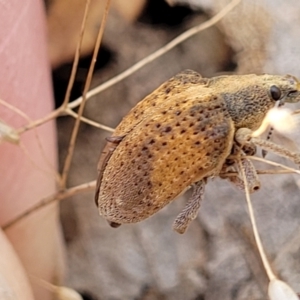 Gonipterus scutellatus at Molonglo Valley, ACT - 3 Feb 2022