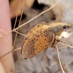 Gonipterus scutellatus at Molonglo Valley, ACT - 3 Feb 2022