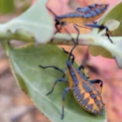 Amorbus (genus) (Eucalyptus Tip bug) at Molonglo Valley, ACT - 3 Feb 2022 by trevorpreston