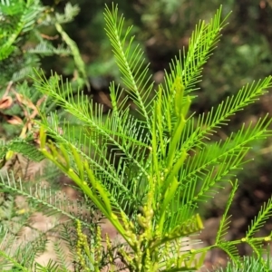 Acacia decurrens at Molonglo Valley, ACT - 3 Feb 2022