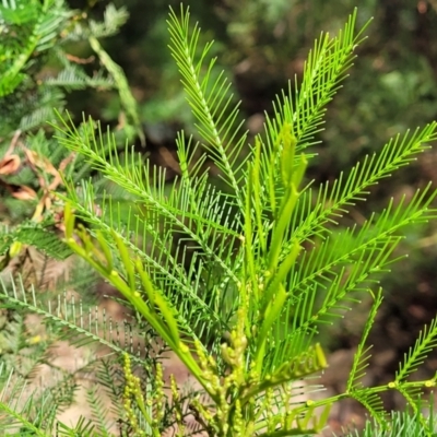 Acacia decurrens (Green Wattle) at Molonglo Valley, ACT - 3 Feb 2022 by trevorpreston