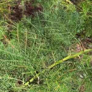 Acacia decurrens at Molonglo Valley, ACT - 3 Feb 2022 04:01 PM