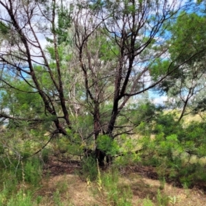 Acacia decurrens at Molonglo Valley, ACT - 3 Feb 2022 04:01 PM