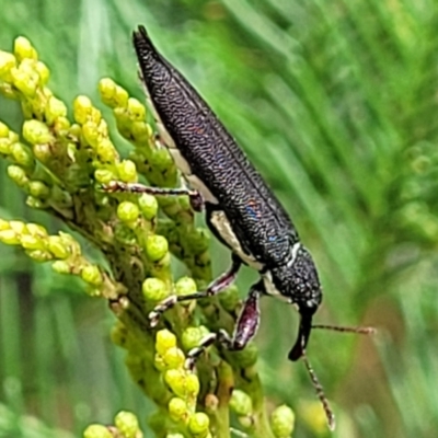 Rhinotia phoenicoptera (Belid weevil) at Denman Prospect 2 Estate Deferred Area (Block 12) - 3 Feb 2022 by tpreston