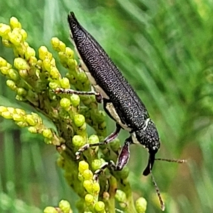 Rhinotia phoenicoptera at Molonglo Valley, ACT - 3 Feb 2022