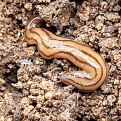 Anzoplana trilineata (A Flatworm) at Molonglo Valley, ACT - 3 Feb 2022 by trevorpreston