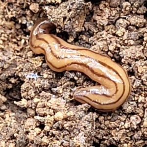 Anzoplana trilineata at Molonglo Valley, ACT - 3 Feb 2022 03:58 PM