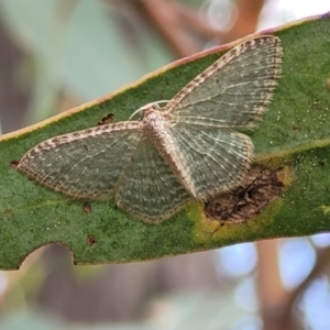 Poecilasthena pulchraria at Molonglo Valley, ACT - 3 Feb 2022 03:55 PM