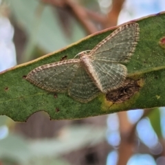 Poecilasthena pulchraria at Molonglo Valley, ACT - 3 Feb 2022 03:55 PM