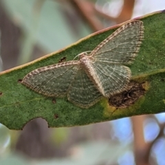 Poecilasthena pulchraria at Molonglo Valley, ACT - 3 Feb 2022