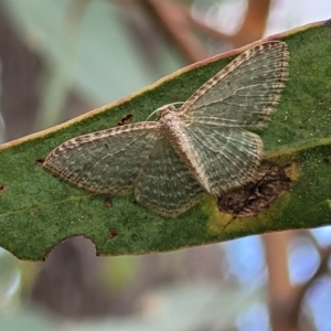 Poecilasthena pulchraria at Molonglo Valley, ACT - 3 Feb 2022