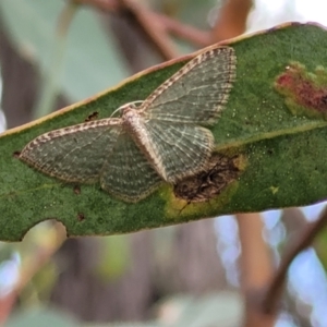 Poecilasthena pulchraria at Molonglo Valley, ACT - 3 Feb 2022 03:55 PM