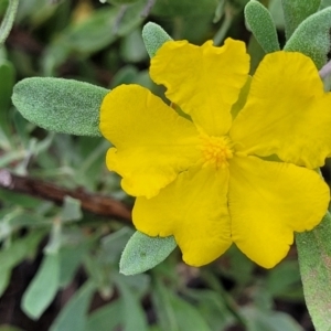 Hibbertia obtusifolia at Molonglo Valley, ACT - 3 Feb 2022 03:54 PM