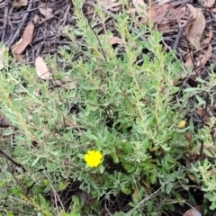 Hibbertia obtusifolia at Molonglo Valley, ACT - 3 Feb 2022 03:54 PM