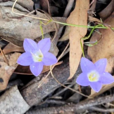 Wahlenbergia capillaris (Tufted Bluebell) at Molonglo Valley, ACT - 3 Feb 2022 by tpreston