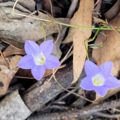 Wahlenbergia capillaris (Tufted Bluebell) at Molonglo Valley, ACT - 3 Feb 2022 by trevorpreston