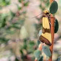 Chrysonoma fascialis (A concealer moth) at Molonglo Valley, ACT - 3 Feb 2022 by tpreston