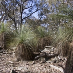 Xanthorrhoea glauca subsp. angustifolia (Grey Grass-tree) at Bango, NSW - 8 Aug 2015 by AlisonMilton