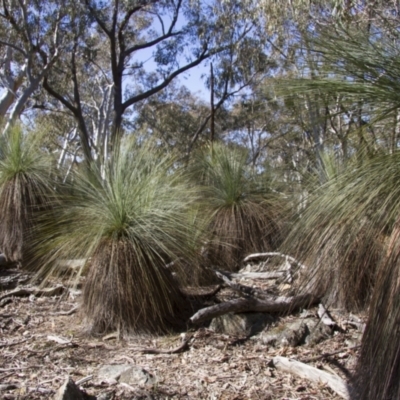Xanthorrhoea sp. (Grass Tree) at Bango, NSW - 8 Aug 2015 by AlisonMilton