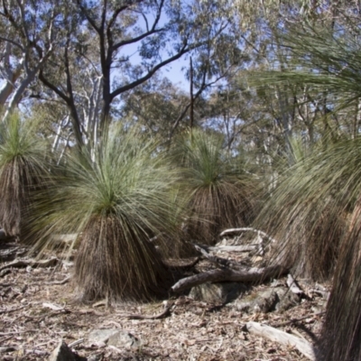 Xanthorrhoea sp. (Grass Tree) at Bango Nature Reserve - 8 Aug 2015 by AlisonMilton