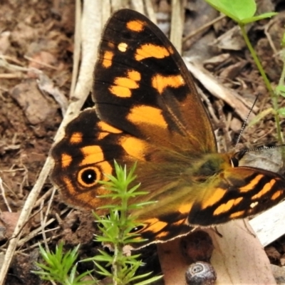 Heteronympha solandri (Solander's Brown) at Cotter River, ACT - 3 Feb 2022 by JohnBundock