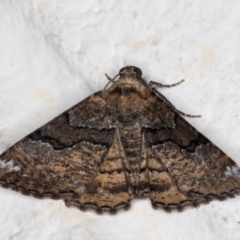 Aporoctena undescribed species (A Geometrid moth) at Melba, ACT - 23 Nov 2021 by kasiaaus