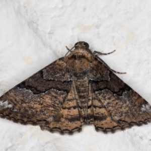 Aporoctena undescribed species at Melba, ACT - 24 Nov 2021 01:08 AM