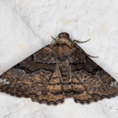 Aporoctena undescribed species (A Geometrid moth) at Melba, ACT - 23 Nov 2021 by kasiaaus